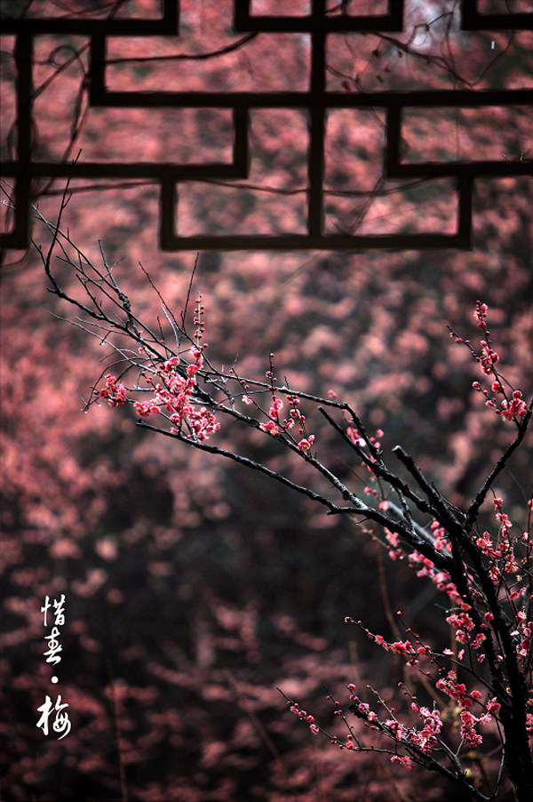 中式传统庭院梅花之韵 圣洁、豪放、俊逸、清香 名闻天下