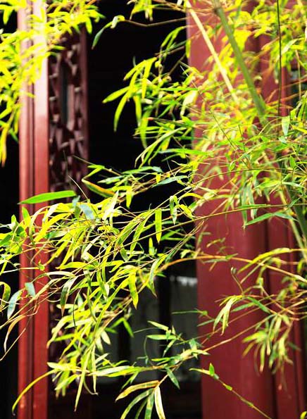 中式园林古窗极致韵味--窗户虚邻，宛然镜游